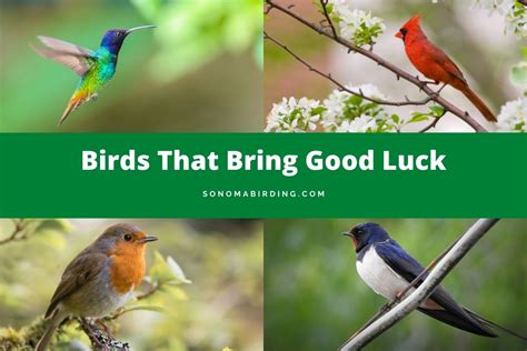 lucky bird pictures